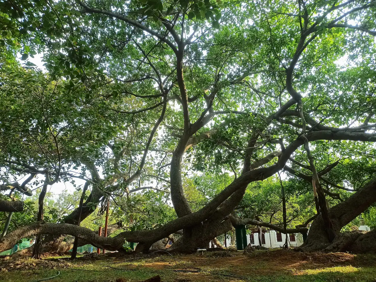 The ancient Pillalamarri banyan tree with its propped horizontal branches, Mahbubnagar